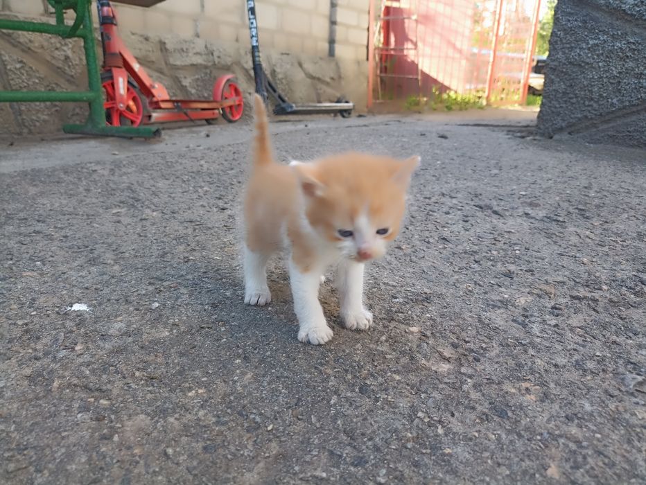 Віддам котенят .