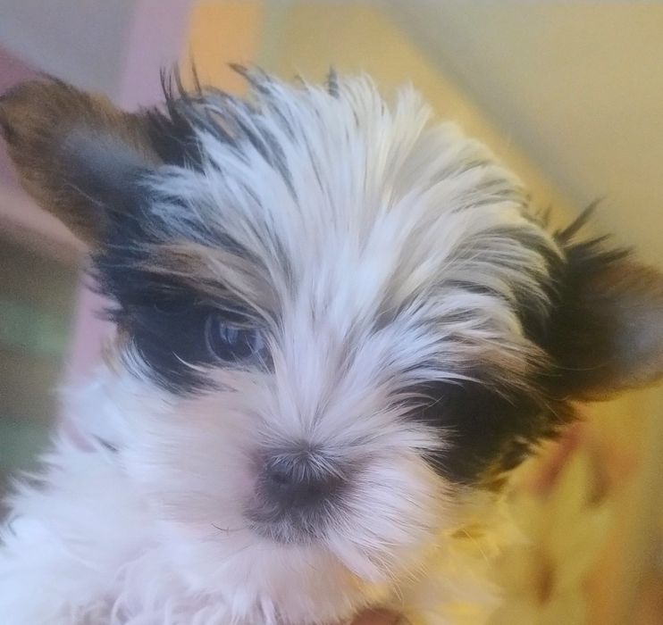 Śliczna Suczka  - York Biewer - Miniaturka XXS - Do Rezerwacji!