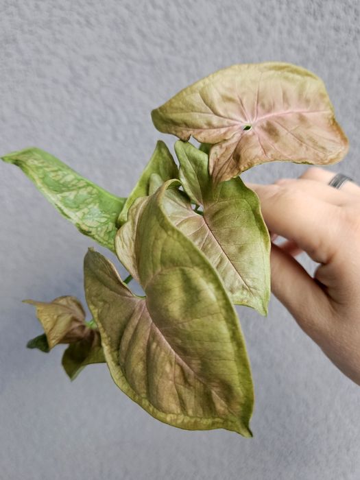 Syngonium Pink Mosaic w hydroponice