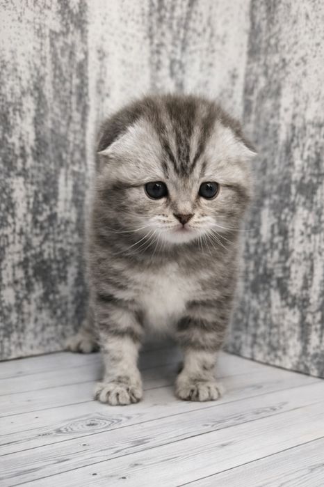 Шотландські кошенята (Scottish Fold / Straight)