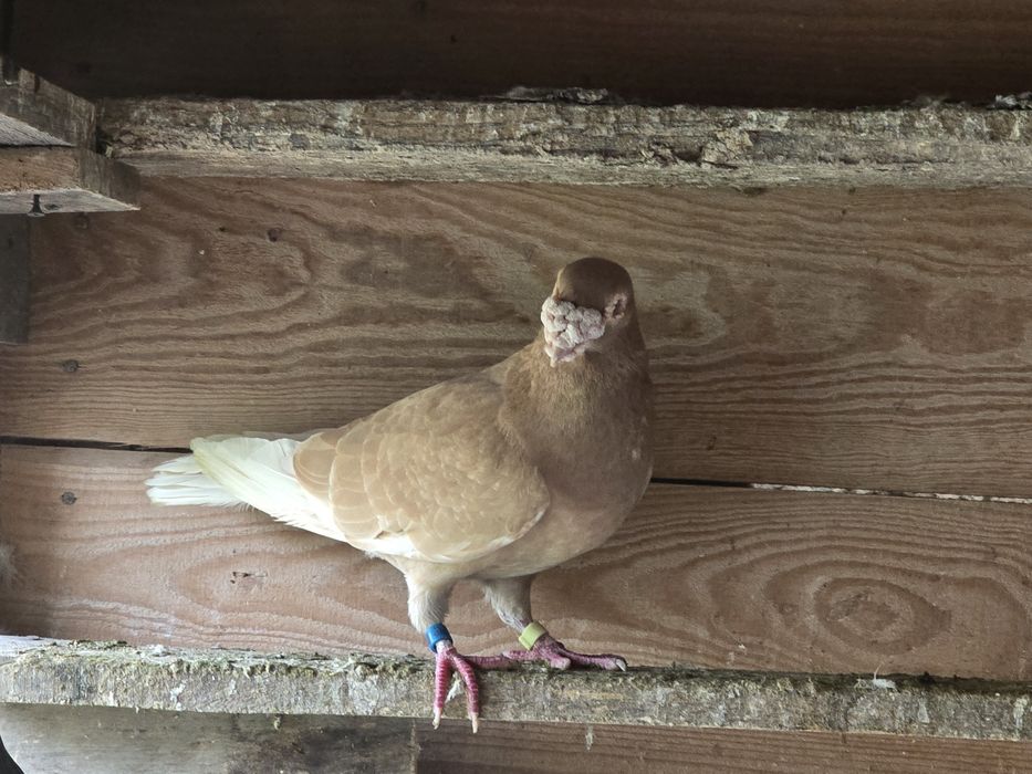 Gołębie pocztowe para żółtych.