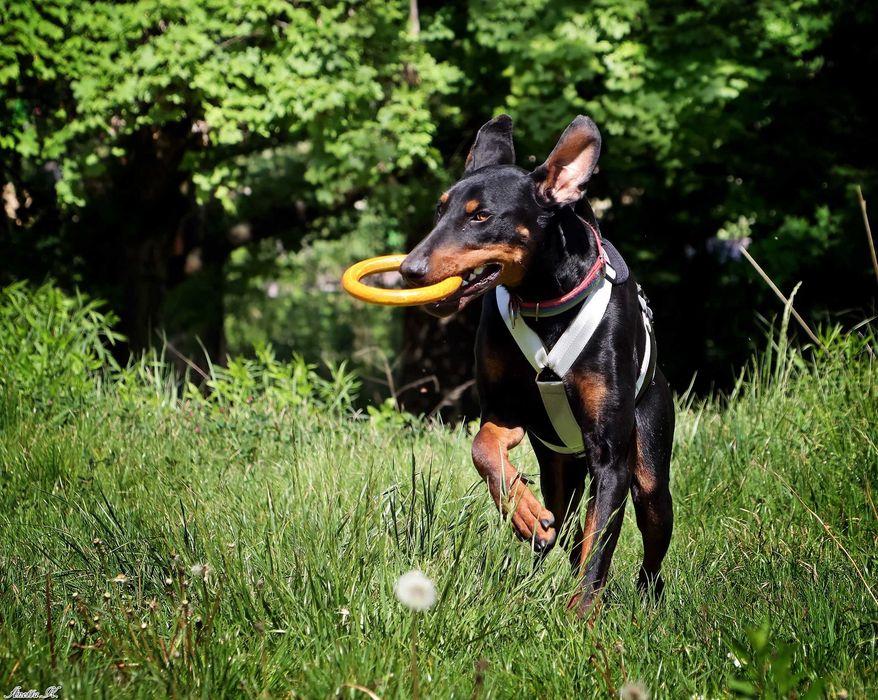 Aron - przepiękny doberman szuka domu