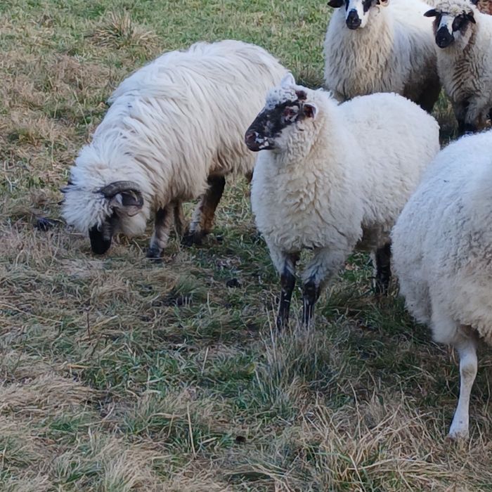 Продам вівці барани ярки