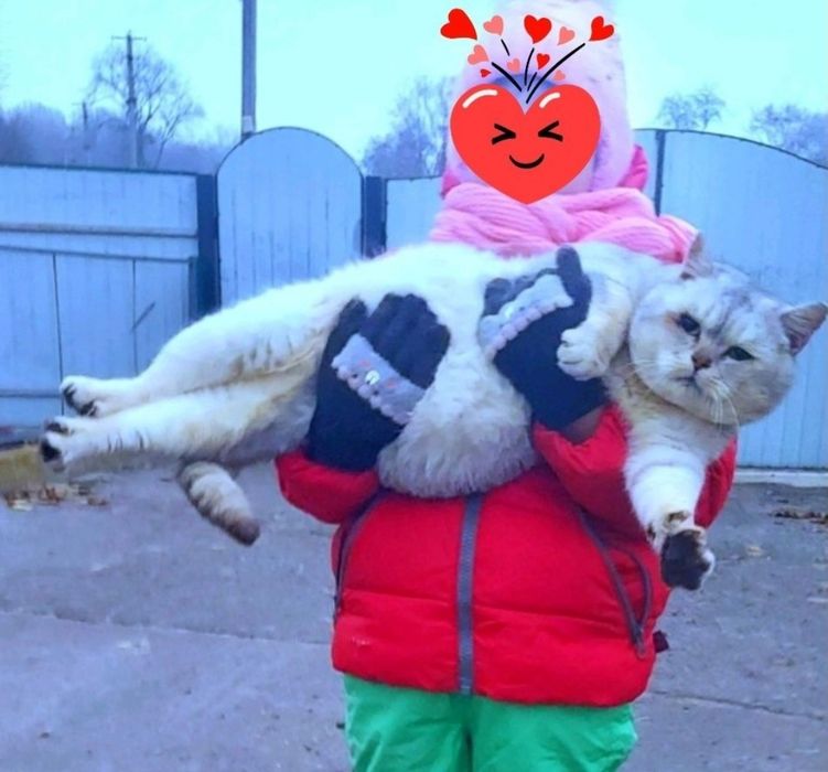Шикарний шиншиловий котик ,серебряна шиншилаис