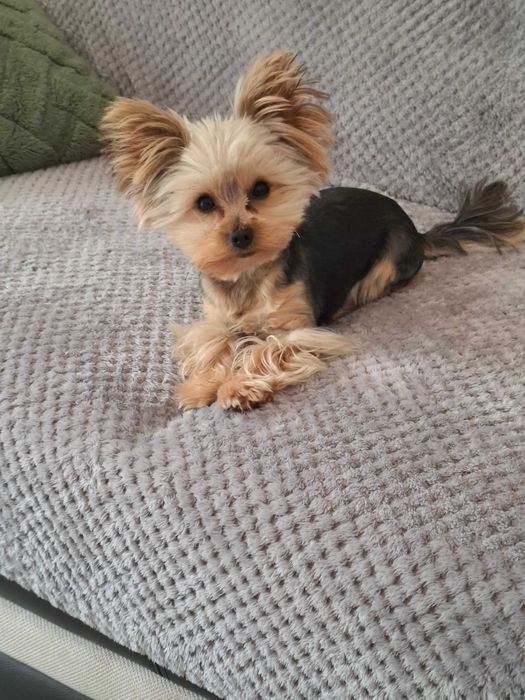 YorkShirre Terrier z Rodowodem Piesek
