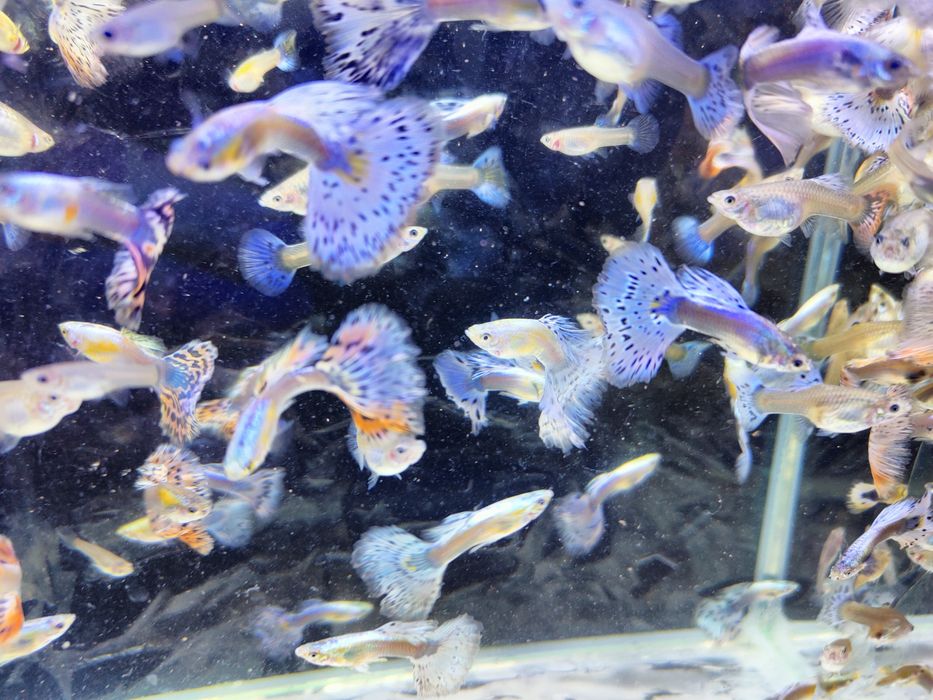 Gupik gupiki mozaika platynowa czerwona i niebieska