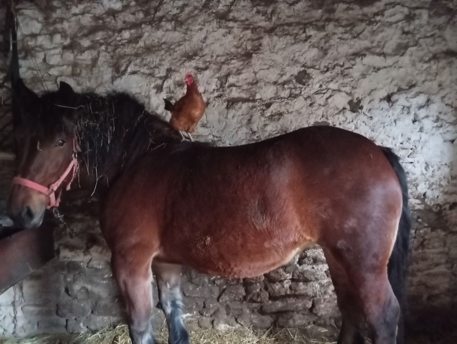 Klacz zimnokrwista spokoj 100% wyjeżdżona