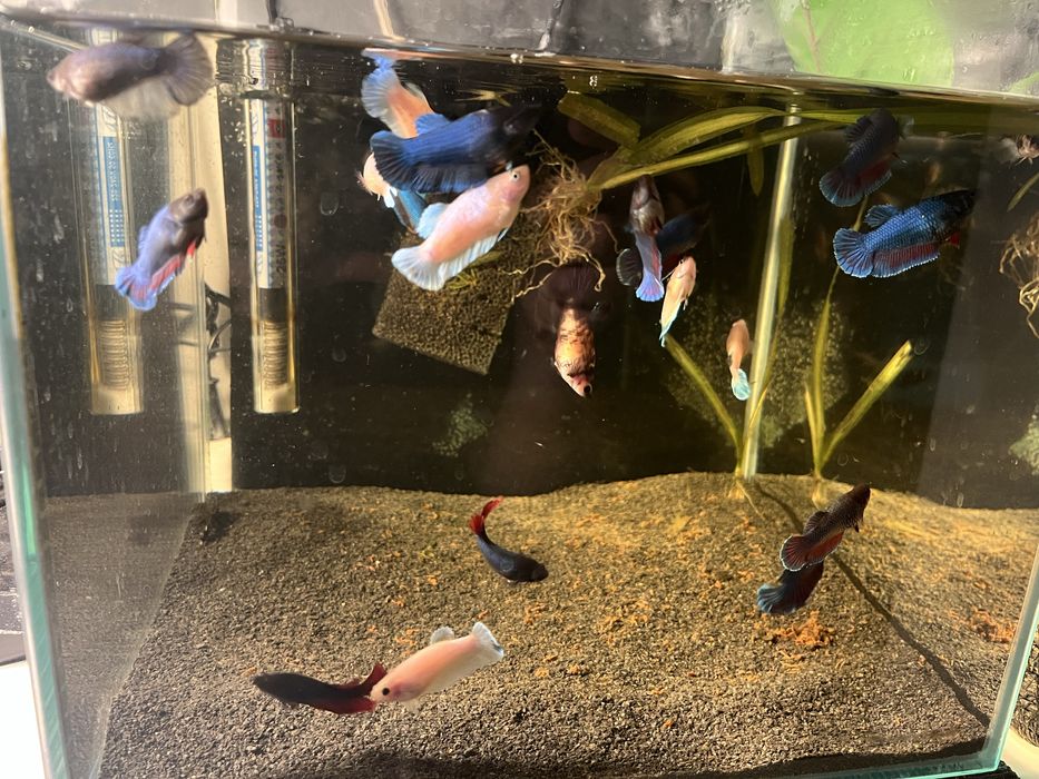 samice bojownika odmiana Delta bojownik syjamski/wspaniały