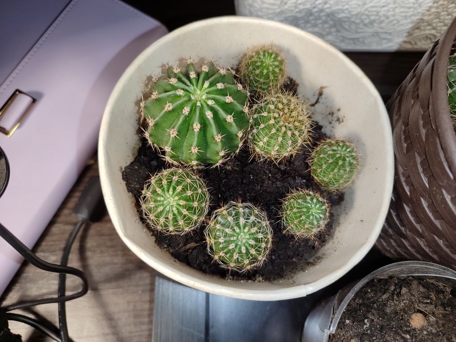 Фиалкі цвітуть з весни, є ще  маленькі, та алое