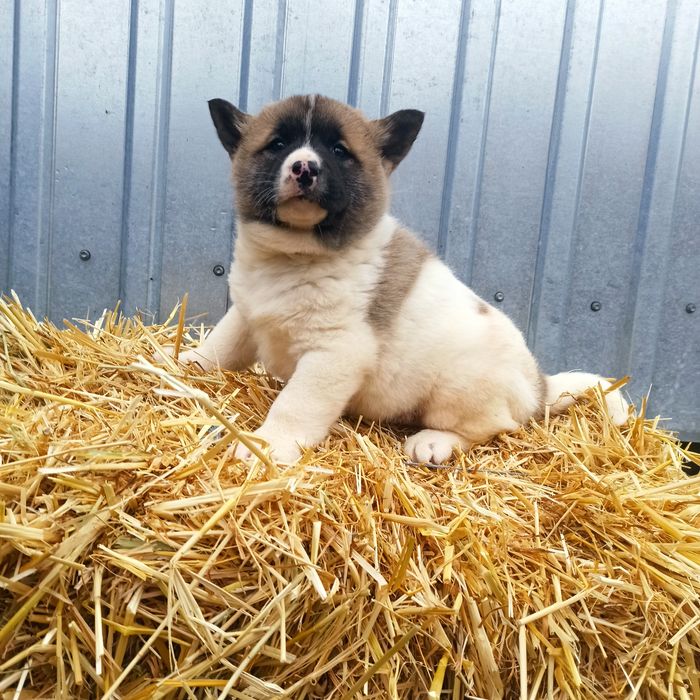 Хлопчик в наявності.