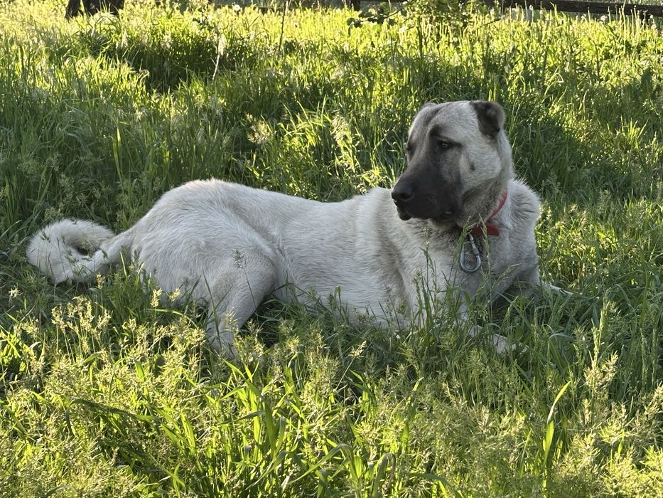 Вязка кобеля Кангала