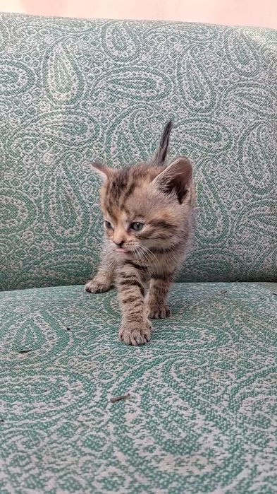 Віддам кошеня в добрі руки