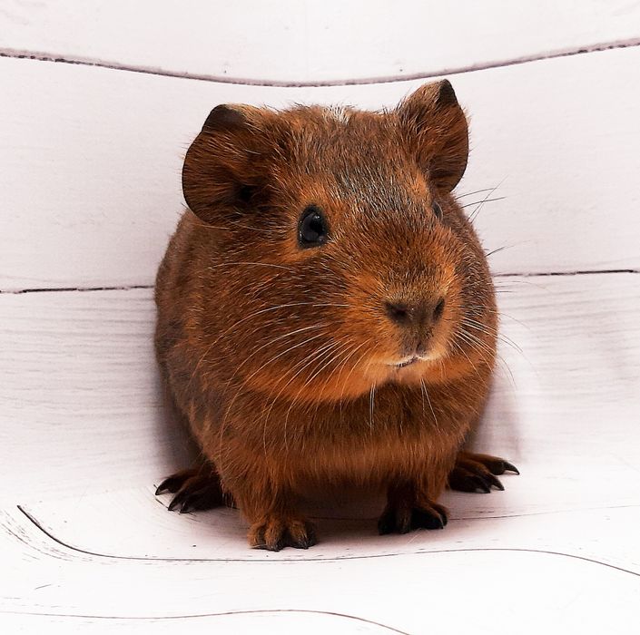 Морские свинки,клетки,корма,аксессуары