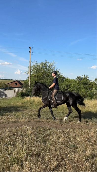 Оренда коня для фотосесії
