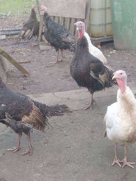 VENDO Perus caseiros