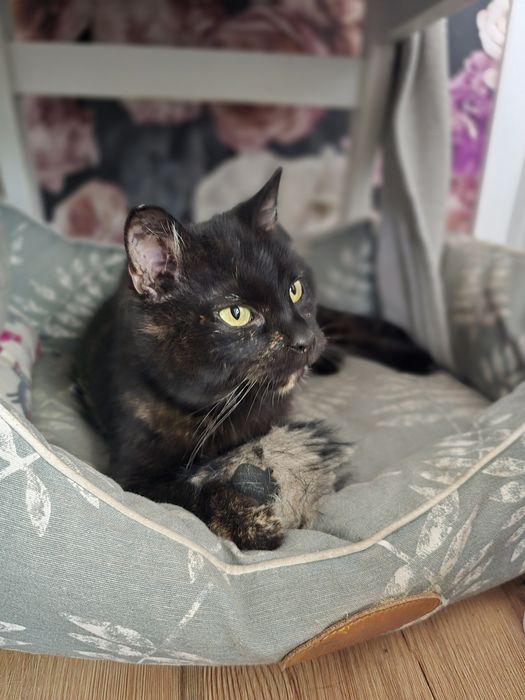 Trojłapka poleca się do adopcji