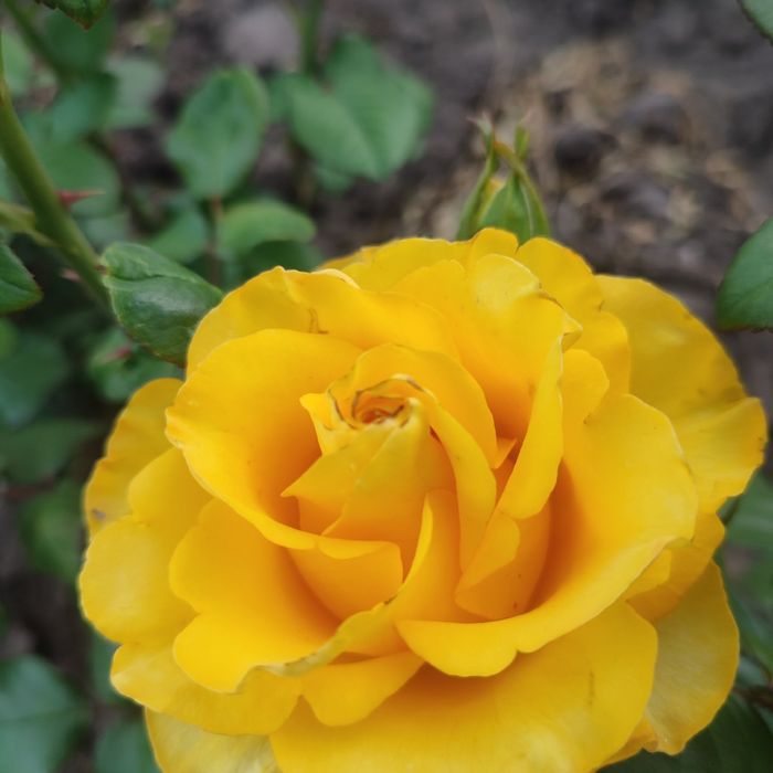 Продам саджанці гурт