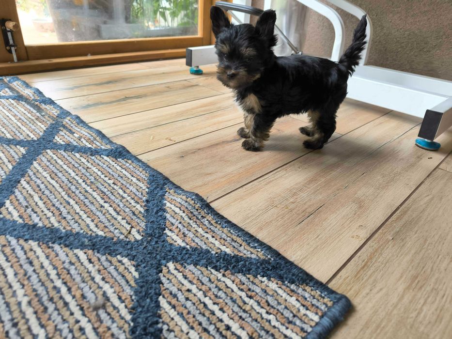 Wesoły piesek Yorkshire terrier czarny podpalany