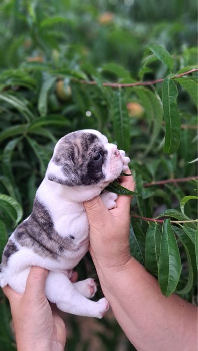Bulldog francês macho