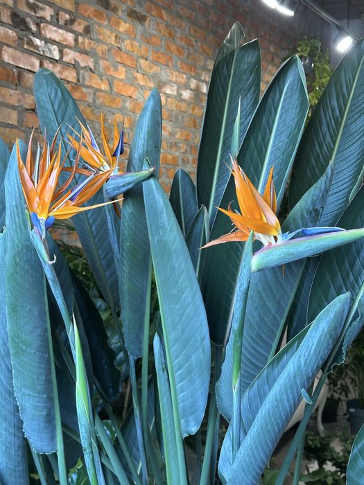 Стреліція Регіна Королівська h 180