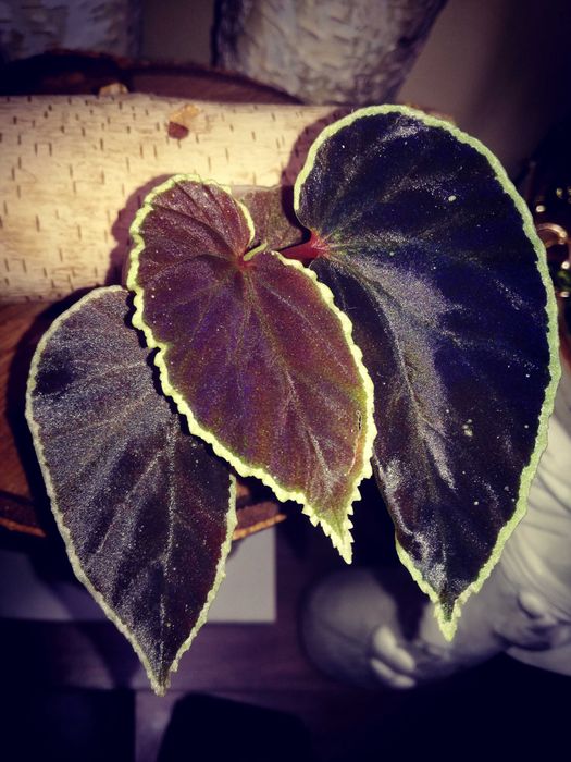 Begonia Darthvaderiana RZADKOŚĆ kolekcjonerska nie variegata monstera filodendron