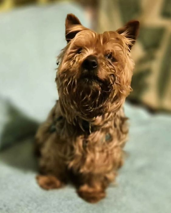 Szukam domów tymczasowych dla psów do stałej współpracy