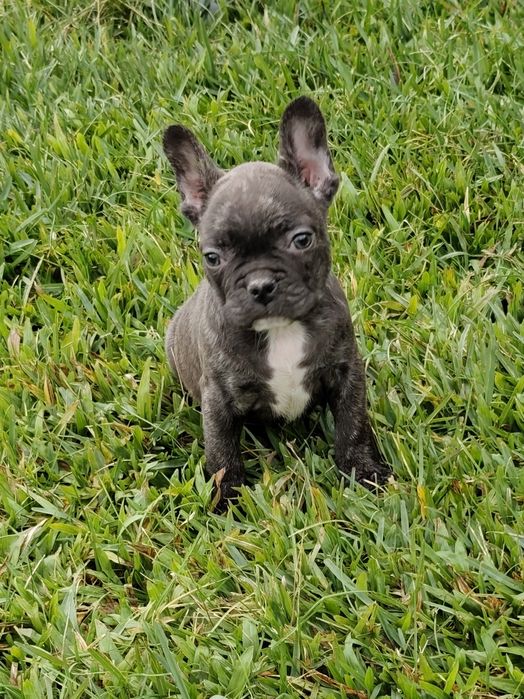 Bulldog Francês fêmea disponível