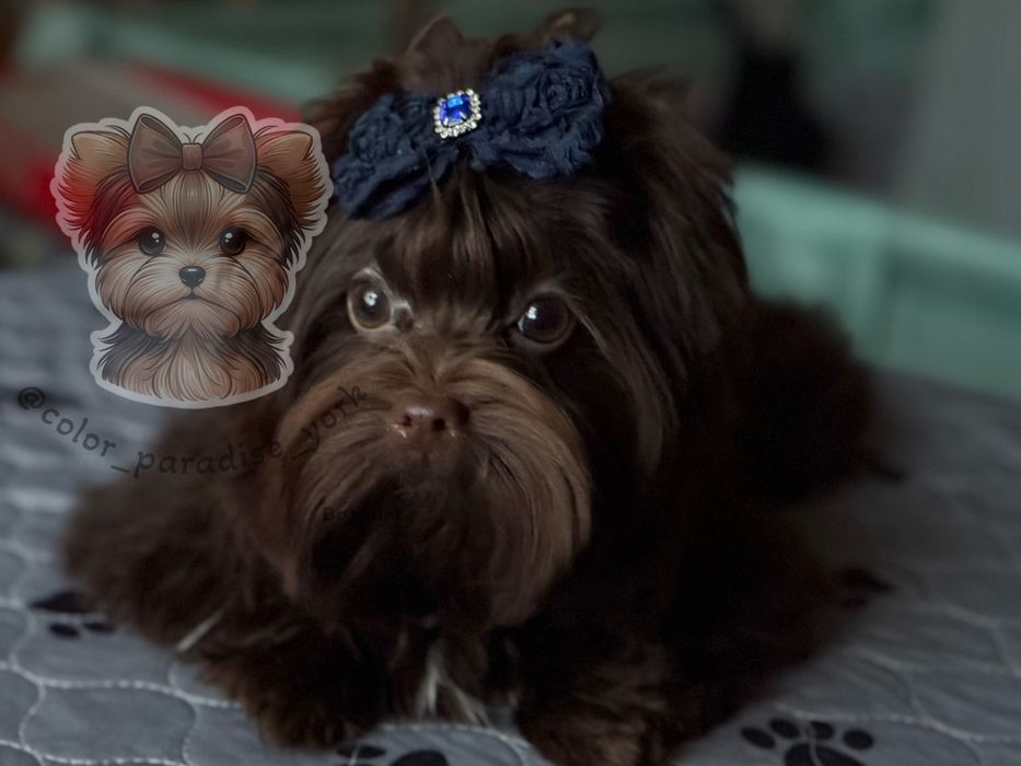 Шоколадний йорк ексклюзив