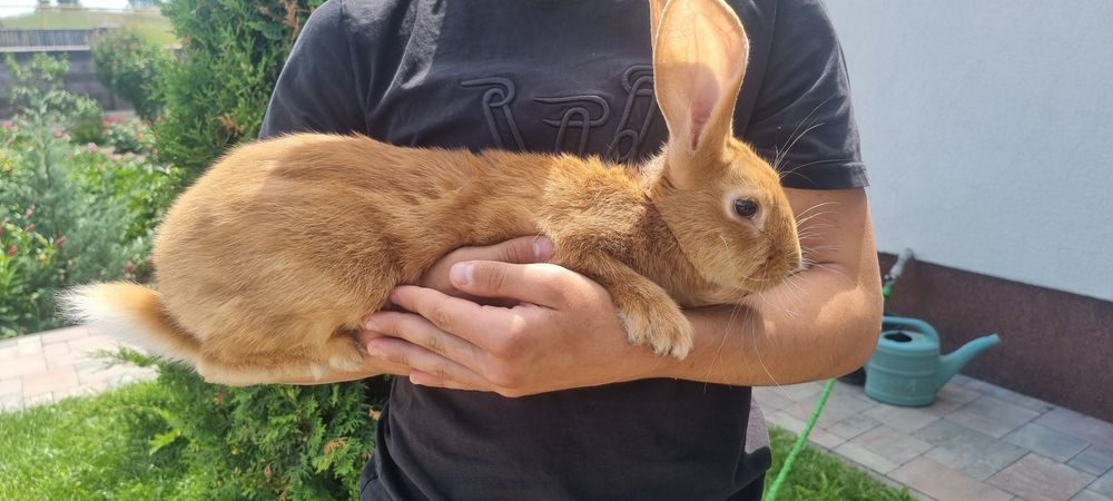 Продаю домашнього кроля великої лінії.