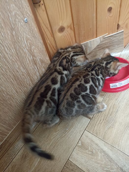 Бенгальские котята, бенгальські кошенята