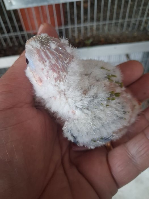 Pyrrura  pineapple bebé