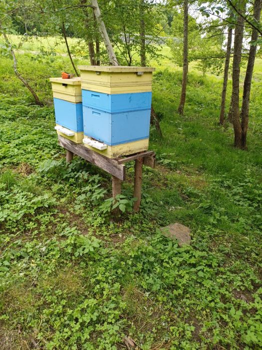 Ule wielkopolskie z rodzinami