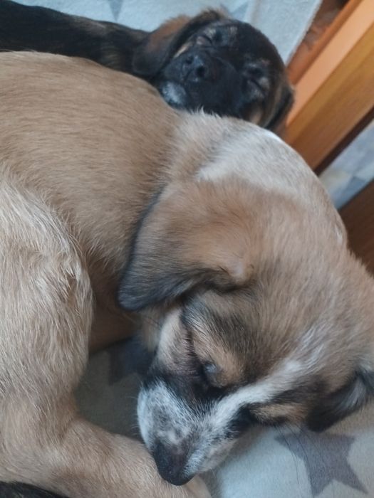 Oddam 3,5.miesieczne szczeniaczki