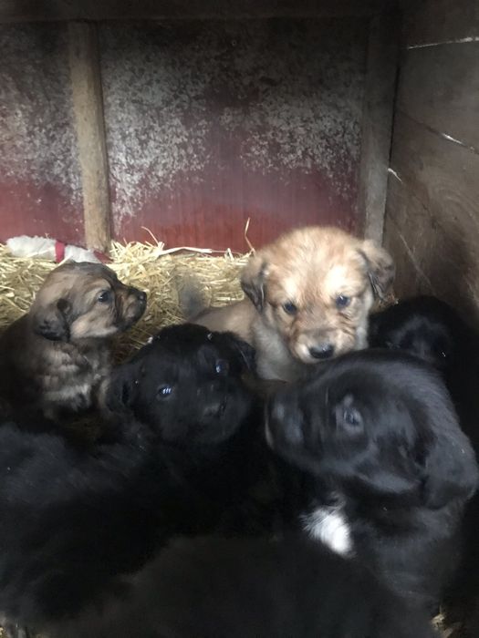 Віддам в добрі руки