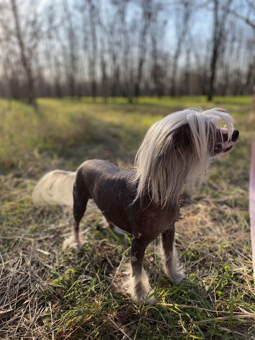 Кхс китайская хохлатая собака вязка