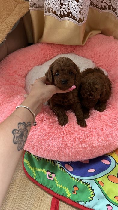 Хлопчики той пуделя КСУ