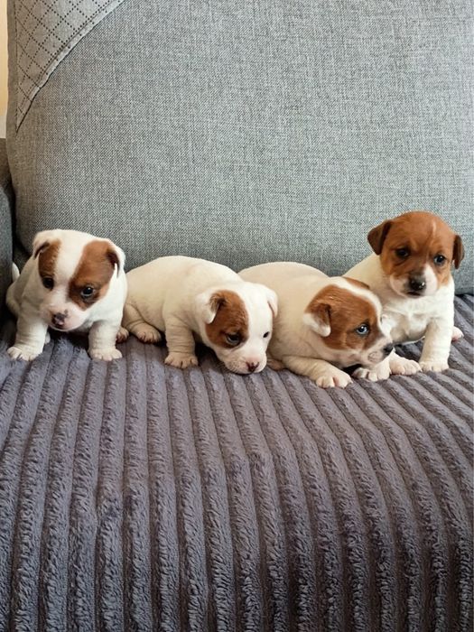 Jack russell terrier szczeniak