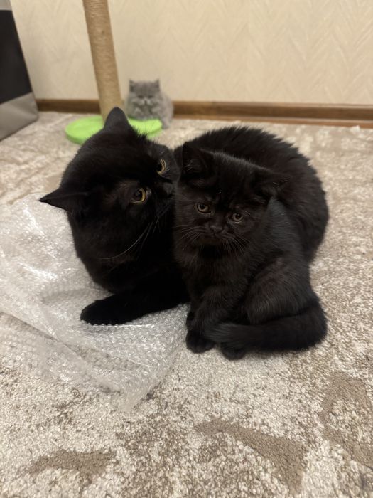 Прекрасные котята