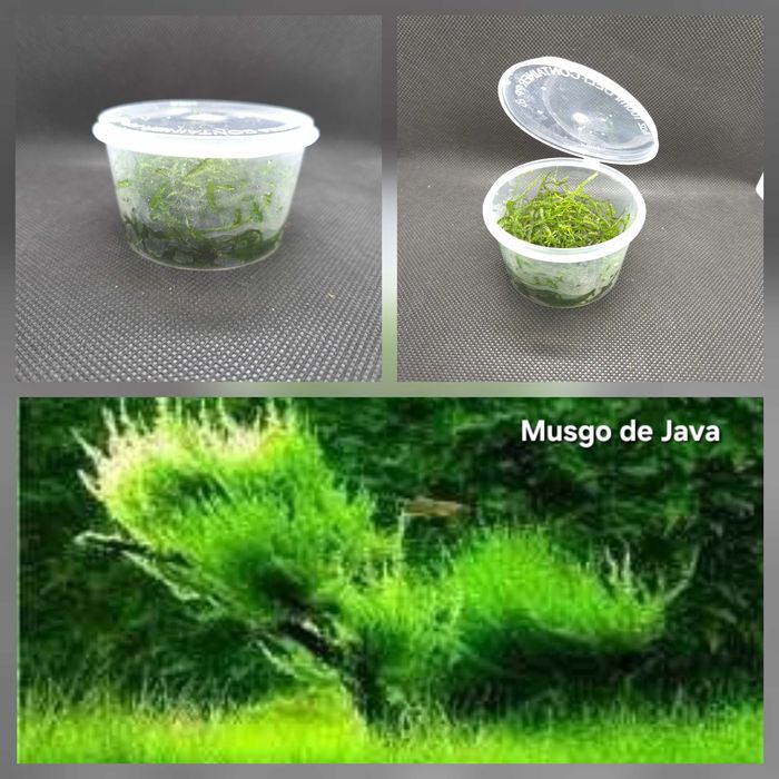 Plantas Tapete | Riccia Fluitans | Musgo de Java - Planta Aquário