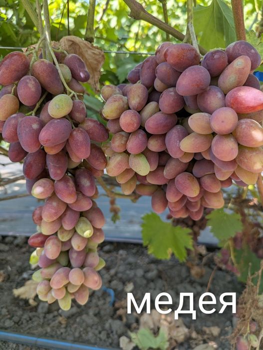 стиглий та солодкий виноград