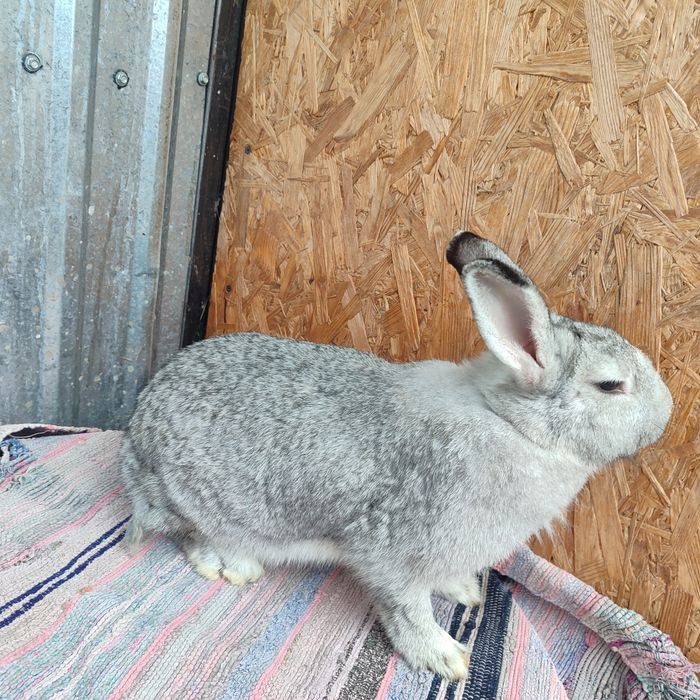 Продаємо кроленят вік від 1.5 міс