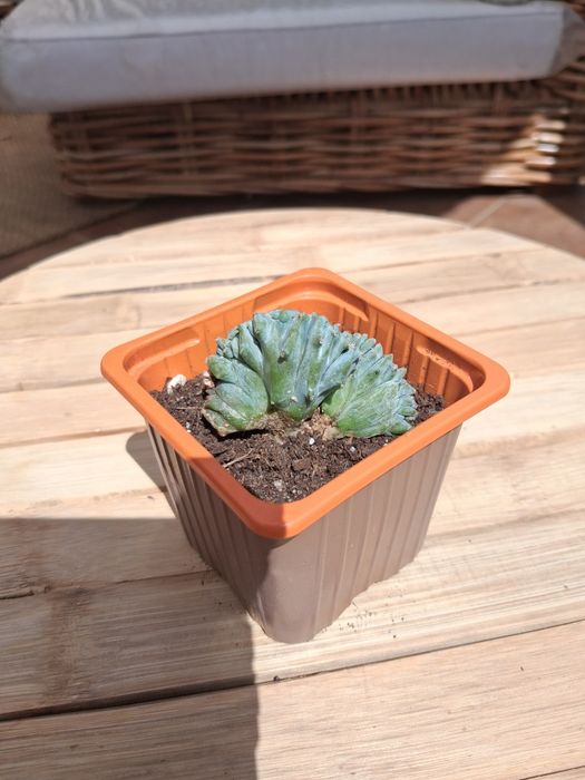 Myrtillocactus geometrizans 'Cristata'