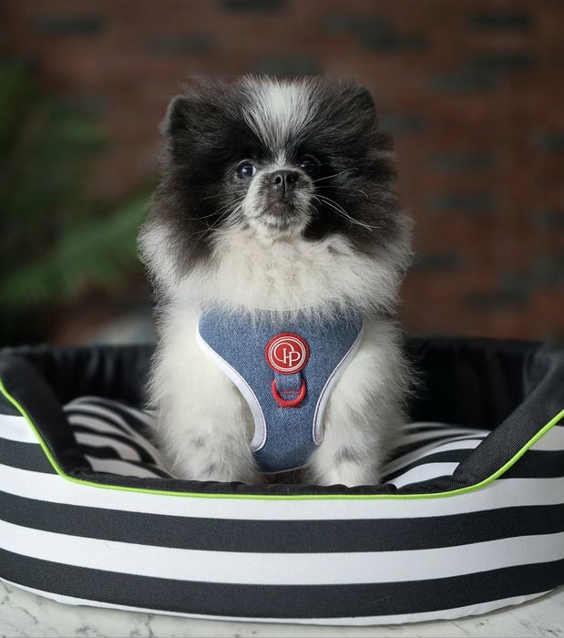Szpic miniaturowy pomeranian chłopiec gotowy do odbioru