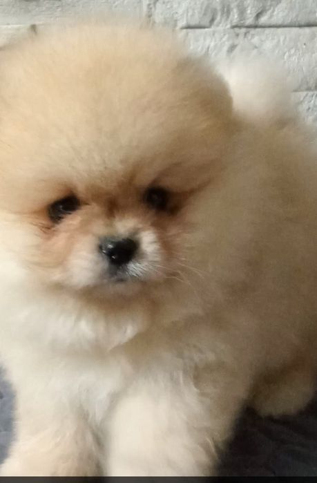 Пухнастик  ведмедик