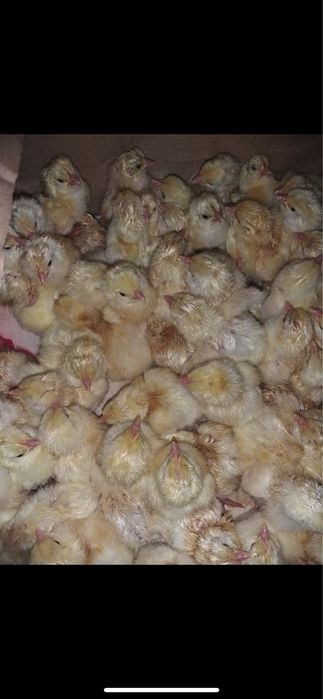 Продам курей несушек.