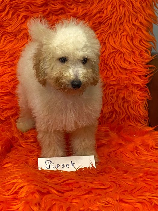 Sprzedam piękne cockapoo