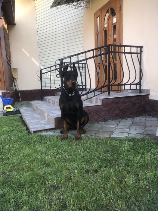 Вязка Доберман 3 роки