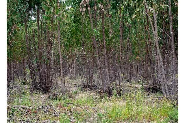 Terrenos em Santa Comba Dão