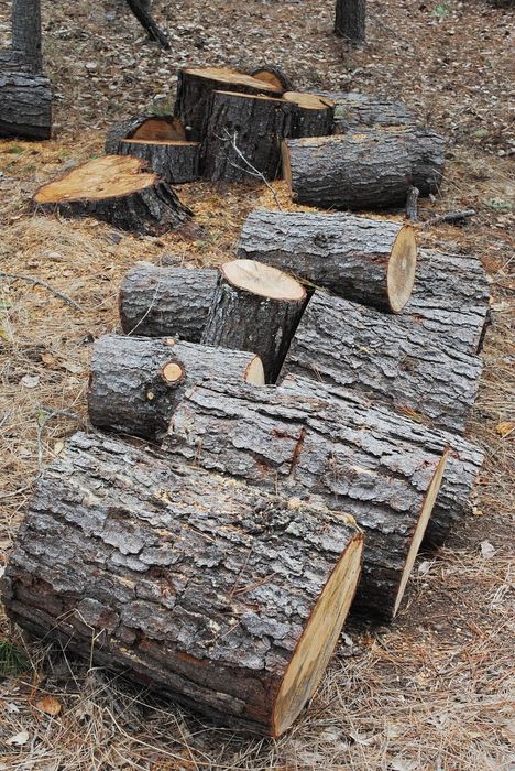 Mokre drewno drzewo opałowe kominkowe kawałki max 30cm lub wałki