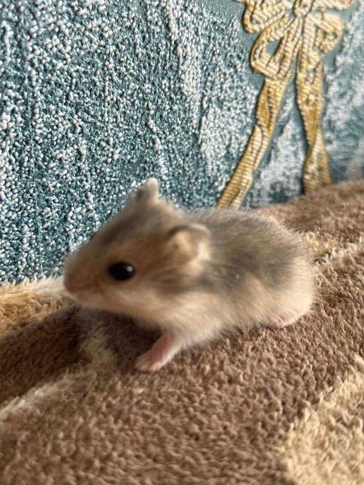 Хом'ячки джунгарики